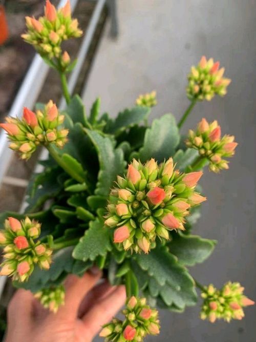 长寿花冬天怎么修剪？如何让枝繁叶茂