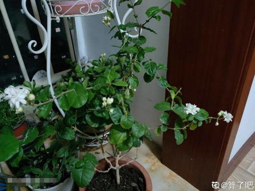 茉莉冬天落叶后怎么养护？如何让它在寒冷季节保持生机