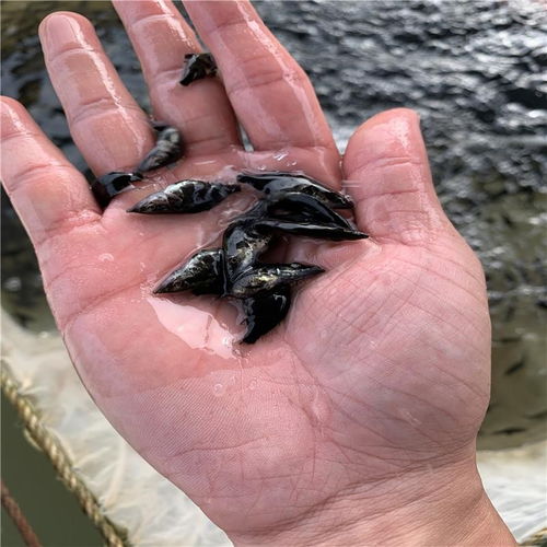 黄骨鱼养殖密度：一亩投放500