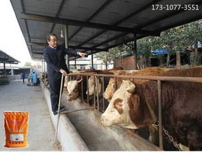 马能喂猪饲料吗？牛喂猪饲料可以吗？两者混合喂养需要注意什么营养均衡问题？