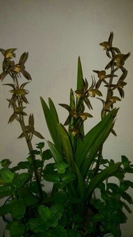 兰花叶子被剪掉的意义