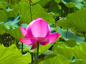 一、荷花种子去哪儿买？