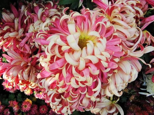 江南秋花的三大巨头