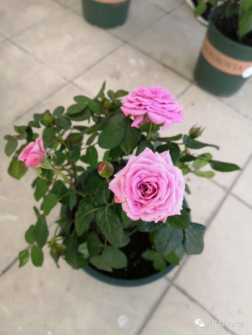 月季花的种植与养护