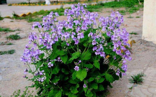 种植草籽的小技巧