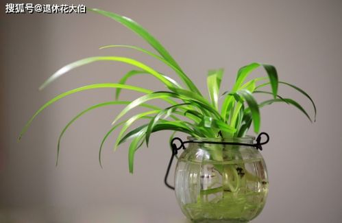 吊兰：绿意盎然的室内绿植