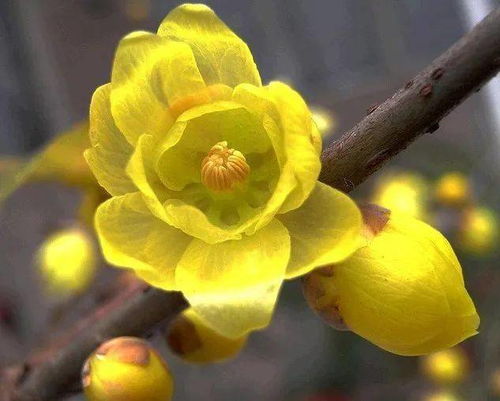 生长环境大不同