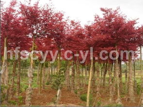 枫树的价格，你了解多少？