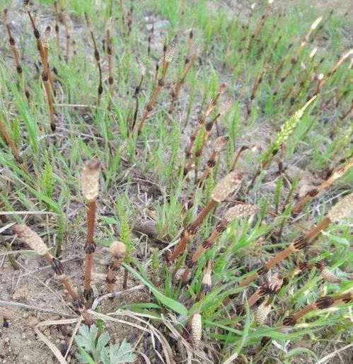 第四步：黄金草种大揭秘