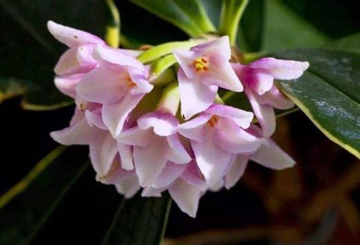 瑞香花室内养护安全吗？瑞香花有哪些毒性