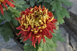 菊花，五彩斑斓