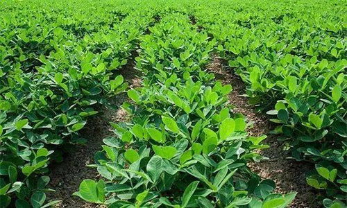 一、花生病虫害防治讲究“一拌三喷”