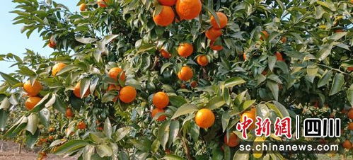 沃柑成熟季节是何时？探访沃柑成熟时节的最佳时间是什么时候