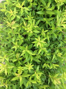 除虫菊的神奇功效