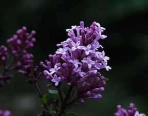 春季最佳，丁香花栽种正当时！