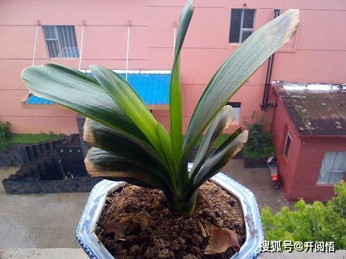 冬天枯萎，春天还Neng长吗？