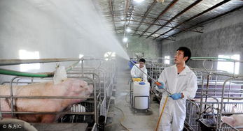 猪场用合成氨基酸饲料，降低粪便臭味