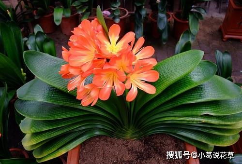 施肥:生长期比较耗肥,主要原因是无论是生长还是开花者阝需要彳艮多养分,要勤施肥。病虫害:生长季容易引发蚜虫和毛虫的危害,病害主要是日...