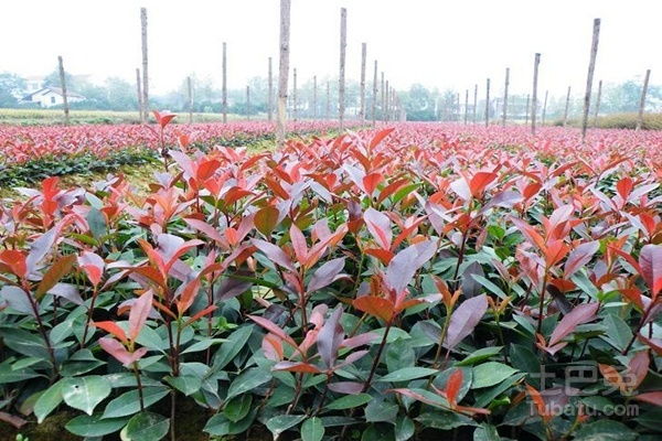 红叶石楠小苗移栽前的封闭除草剂选择与使用