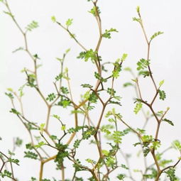 土壤与植物：一场美丽的邂逅