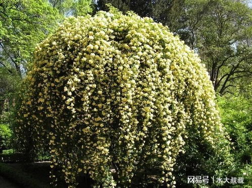 “如何根据木香花的种植养护方法打造一个迷人的花园