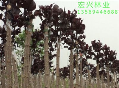 酶在红叶白蜡繁殖中起催化作用，加速种子萌发和生长