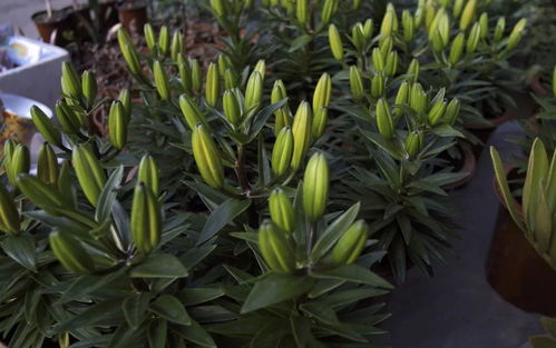 常见白掌花品种介绍