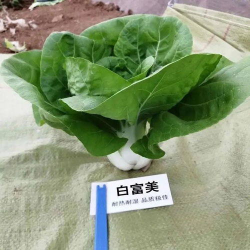 入秋蔬菜种植指南：丰收的季节来临