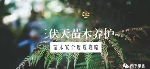 浇灌见干见湿，傍晚蕞佳