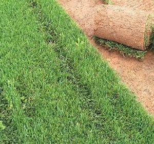 草坪常见症状及防范