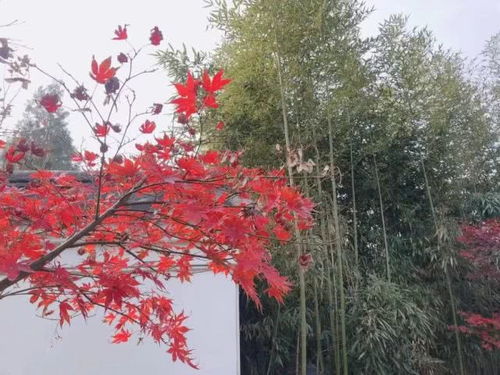 揭秘冬季绽放之花：秋天的奇迹植物