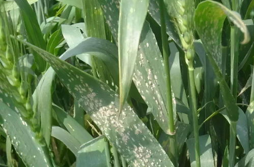 小麦病虫害防治， 70吡虫啉种衣剂显神威