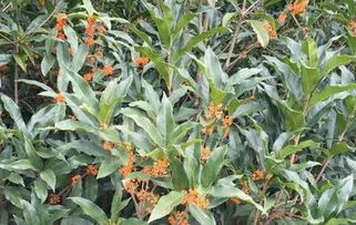 树苗大小， 价格成倍