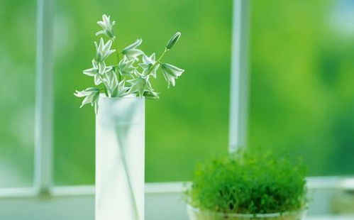 绿植与幽默灵魂的邂逅