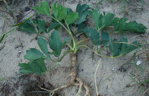 施肥方法与果实膨大期