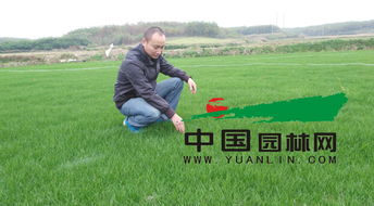 冬天的草坪，黄色的外套之谜