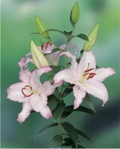 “百合花语：歉意芬芳，道歉之美，心语传情。”