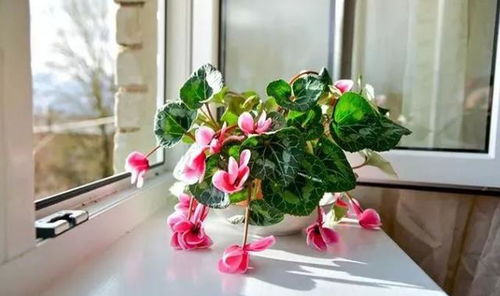 大型盆栽，家居装饰的点睛之笔