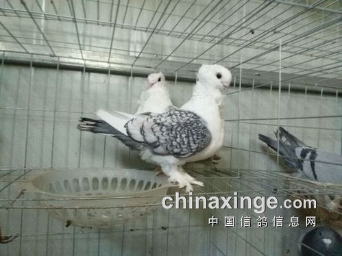 养殖肉鸽人工孵化及哺育技术，是利用人工方法进行鸽蛋孵化与幼鸽喂养的技术