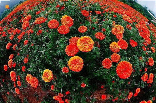 米兰四季花海，四季绽放的秘密花园