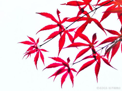 红枫叶为何逐渐变绿，如何恢复其鲜艳的红色？