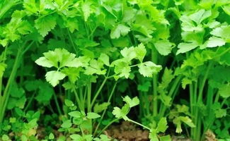 新手注意：别被“开白花就是藜科”的说法误导