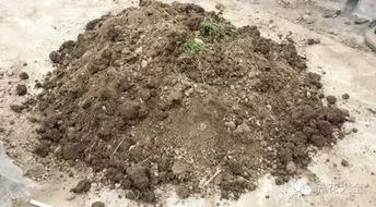 撒土表面就像给土壤穿上防护衣