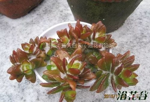 树冻伤植物如何处理？能否恢复生机