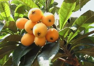 枇杷树下Ke以养什么植物？