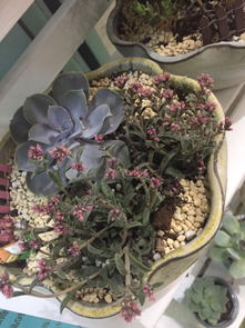 为何这些植物的花是粉色？