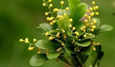 米兰花白色之谜，为何如此纯洁