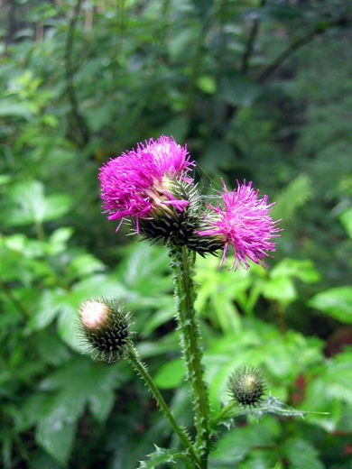 菊科多年生草本植物， 庭院里的花漾世界