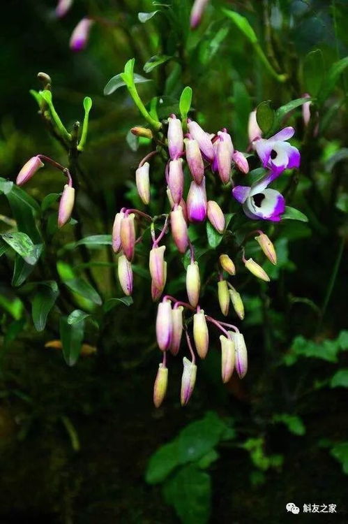 重瓣凤仙花：阳台上的美丽风景