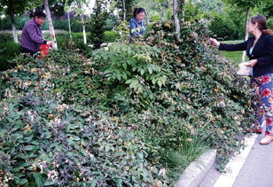 注意事项，别让花儿成为烦恼！